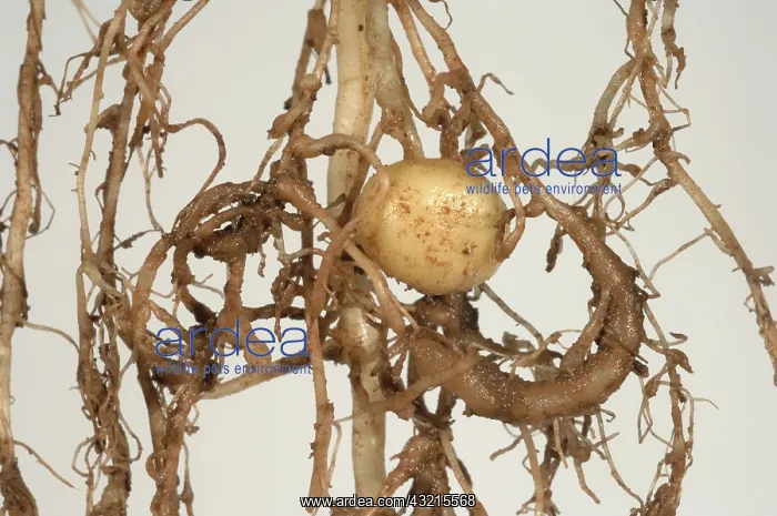 : Potato roots with galls : Potato roots with galls