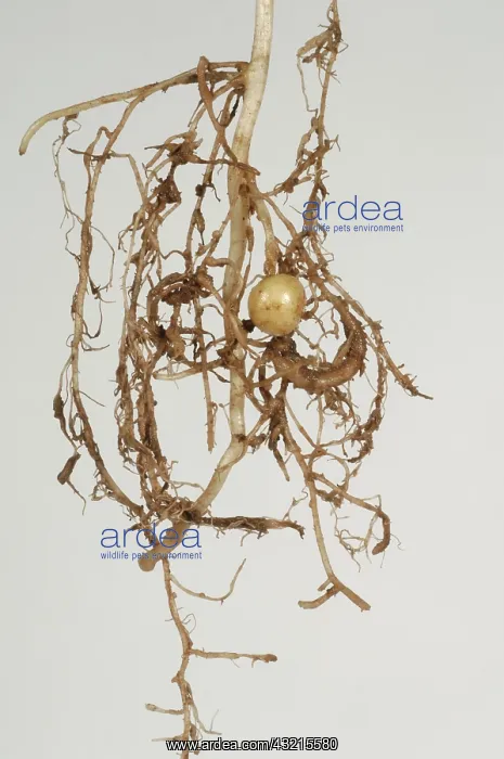 : Potato roots with galls : Potato roots with galls