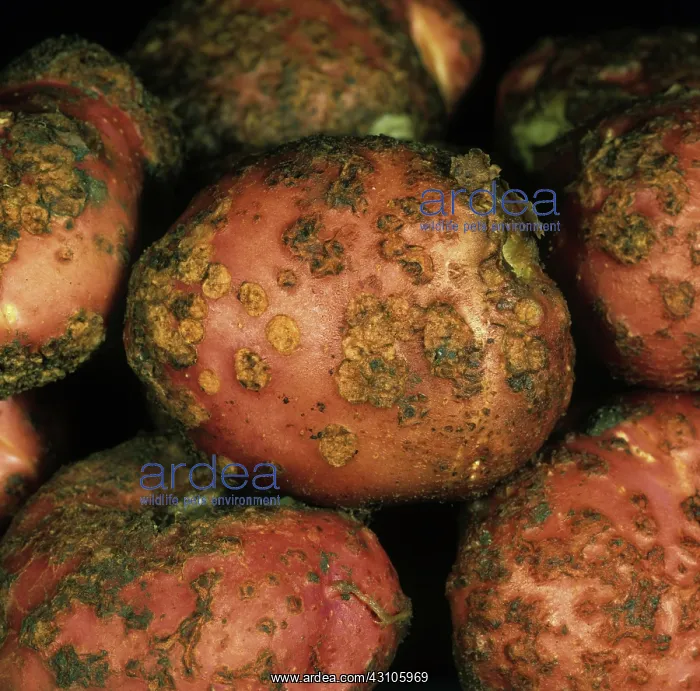 : Potato scab : Potato scab