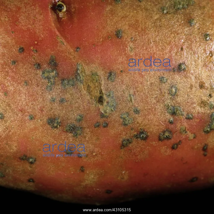 : Potato skin spot lesions : Potato skin spot lesions