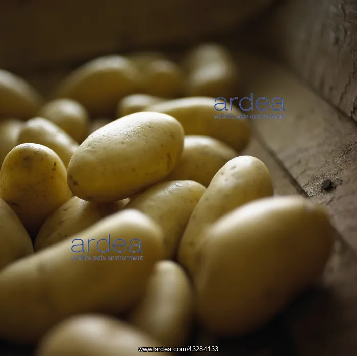 : Potato, Solanum tuberosum Charlotte, Studio shot : Potato, Solanum tuberosum Charlotte, Studio shot