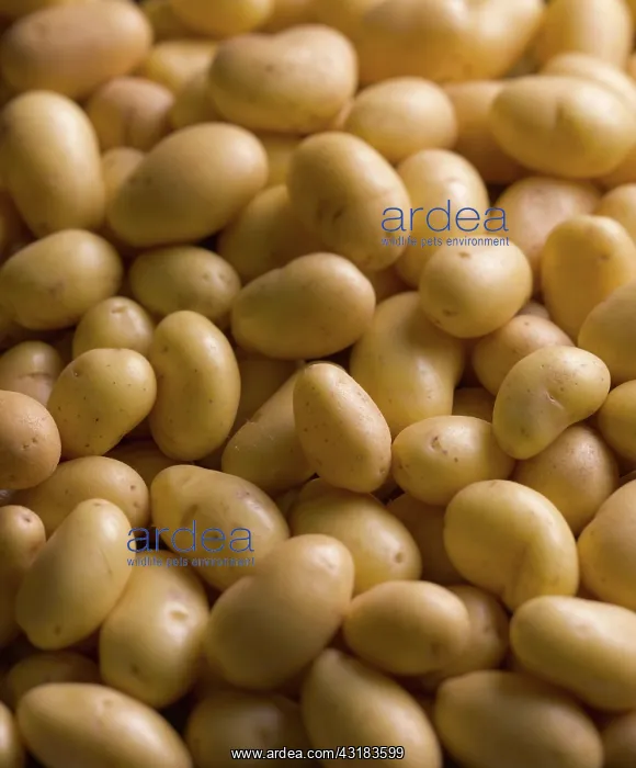 : Potato, Solanum tuberosum Charlotte, Top view : Potato, Solanum tuberosum Charlotte, Top view