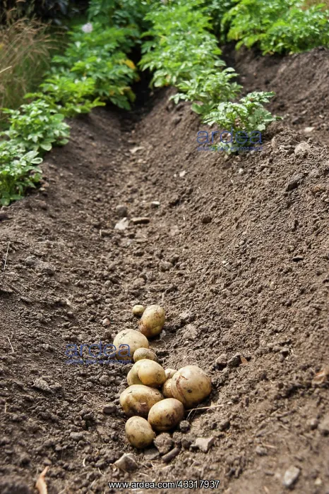 : Potato, Solanum tuberosum, Several freshly dug up : Potato, Solanum tuberosum, Several freshly dug up