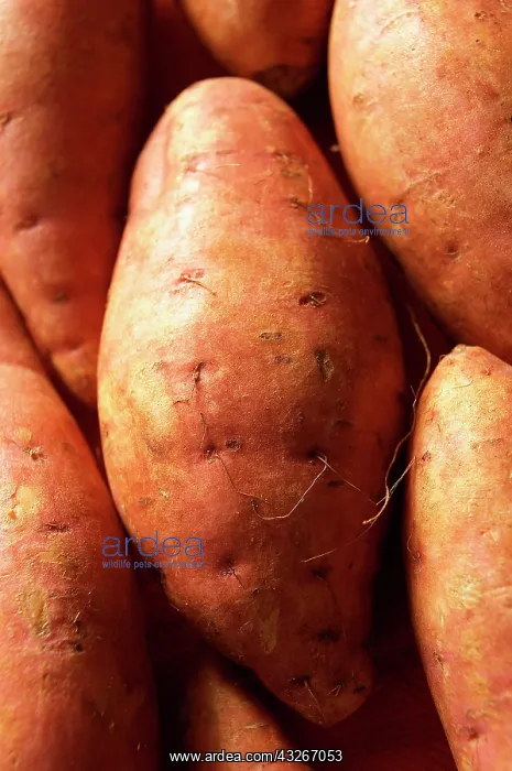 : Potato, Solanum tuberosum, Studio shot several red : Potato, Solanum tuberosum, Studio shot several red