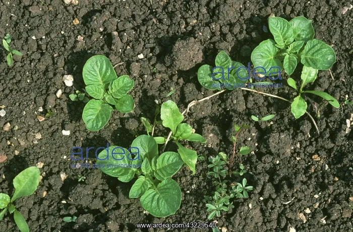 : Potato (Solanum tuberosum), volunteer plants : Potato (Solanum tuberosum), volunteer plants