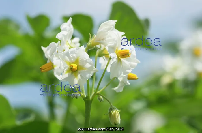 : Potato, Solanum tuberosum, White subject : Potato, Solanum tuberosum, White subject