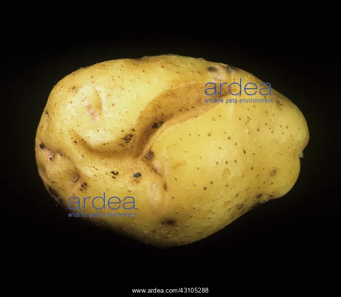 : Potato tuber spindle viroid damage : Potato tuber spindle viroid damage