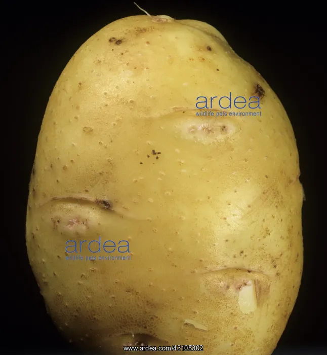 : Potato tuber spindle viroid damage : Potato tuber spindle viroid damage