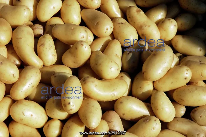 : Potato - variety Grenaille d'Amandine : Potato - variety Grenaille d'Amandine