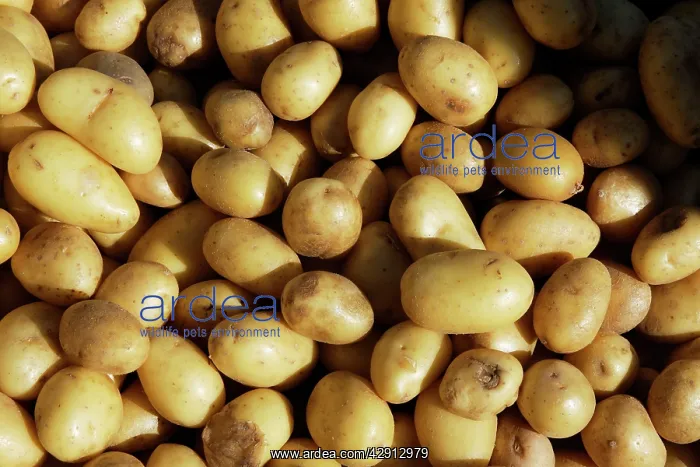 : Potato - variety Grenaille d'Charlotte : Potato - variety Grenaille d'Charlotte