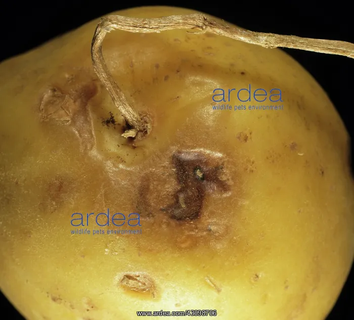 : Potato Virus Y ntn lesions : Potato Virus Y ntn lesions