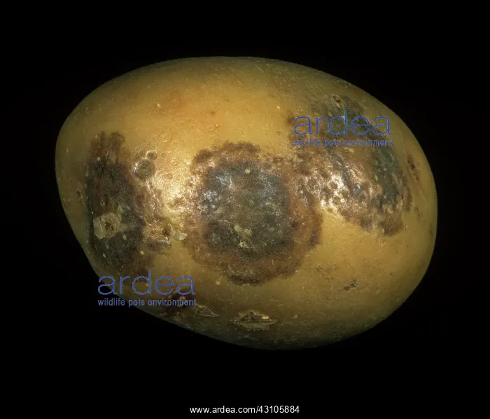 : Potato virus Y(NTN) lesions : Potato virus Y(NTN) lesions