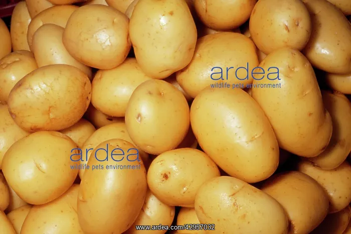: Potato - Yakon Gold variety : Potato - Yakon Gold variety