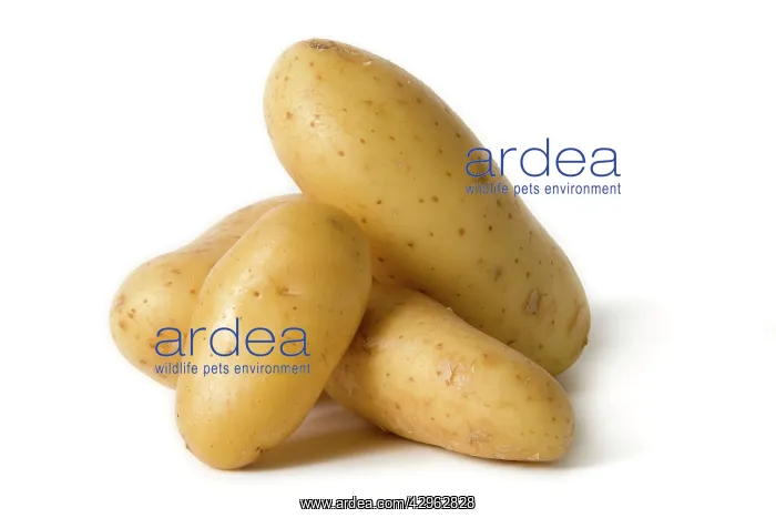  : Potatoes