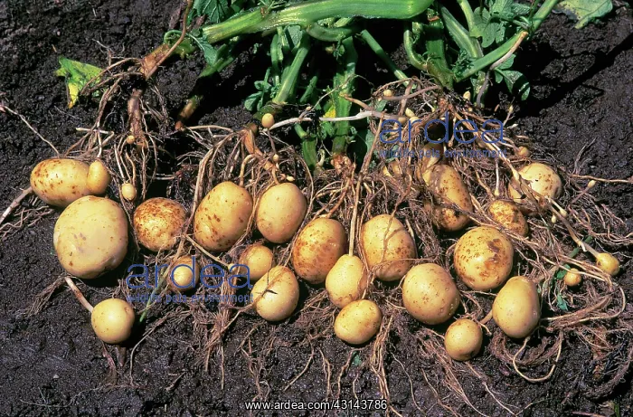 : Potatoes. Unearthed potatoes and roots (Solanum tuberosum) : Potatoes. Unearthed potatoes and roots (Solanum tuberosum)