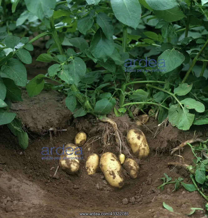 : Potatoes. Exposed mature tubers of Charlotte potatoes, Scotland : Potatoes. Exposed mature tubers of Charlotte potatoes, Scotland