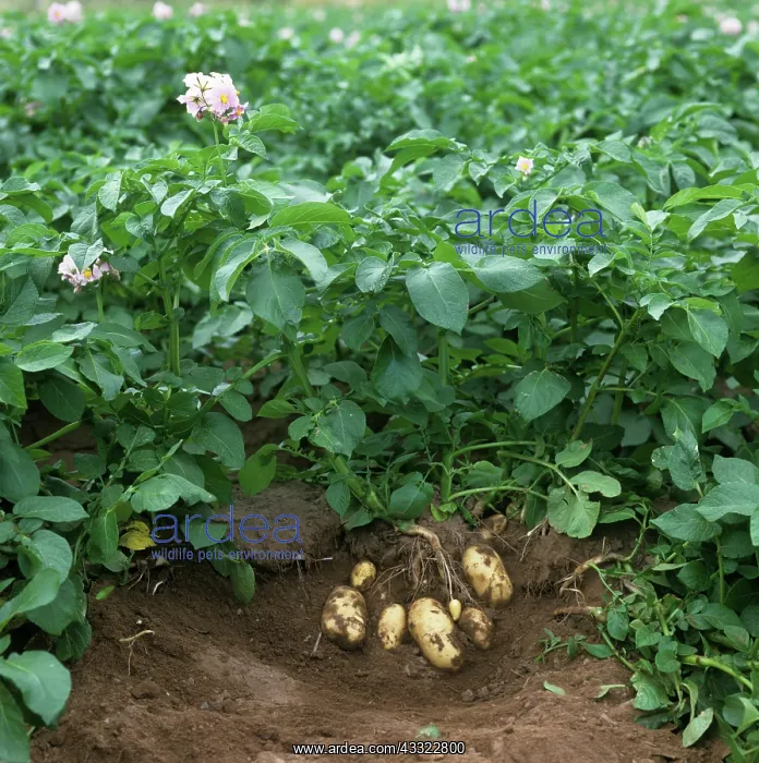 : Potatoes. Exposed mature potato tubers and plants variety Charlotte : Potatoes. Exposed mature potato tubers and plants variety Charlotte