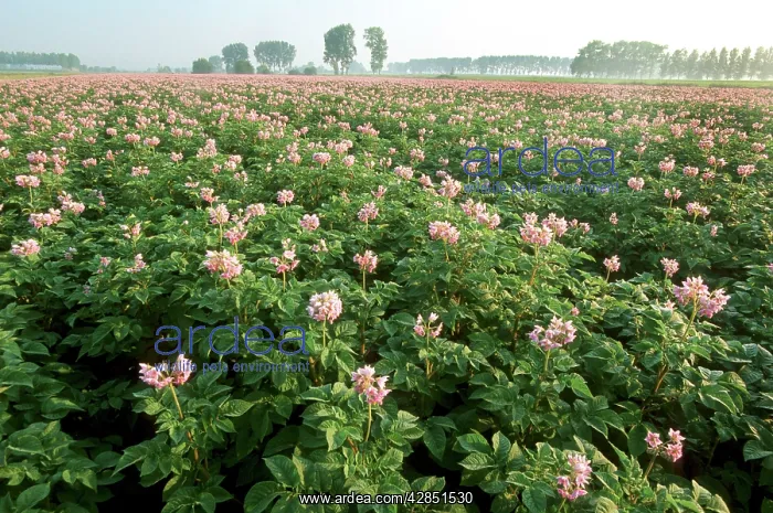  : Potatoes - crop in field, blooming