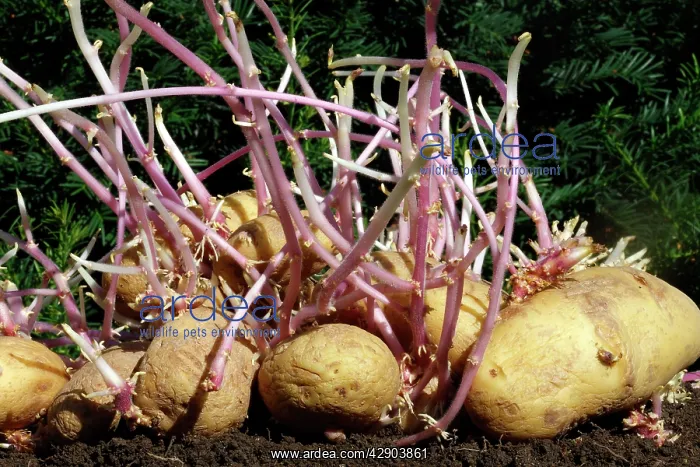 : Potatoes - sprouting / seed potatos - chitting : Potatoes - sprouting / seed potatos - chitting