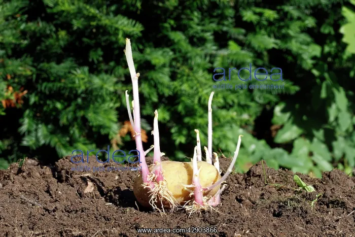 : Potatoes - sprouting / seed potatos - chitting : Potatoes - sprouting / seed potatos - chitting
