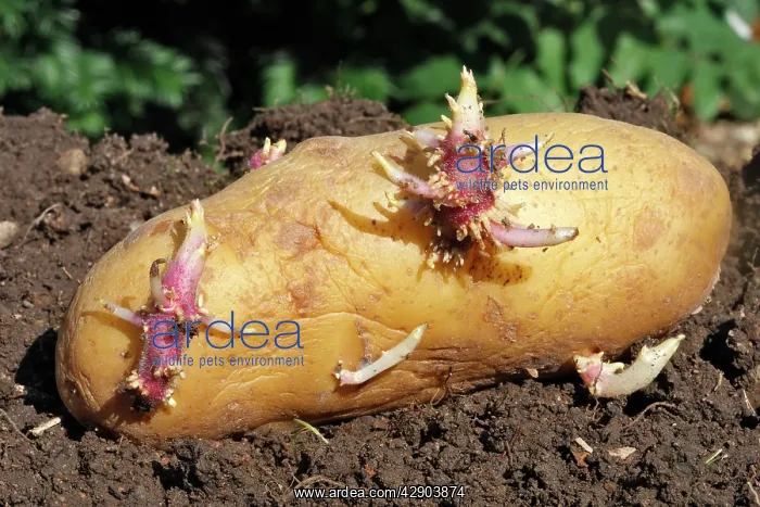 : Potatoes - sprouting / seed potatos - chitting : Potatoes - sprouting / seed potatos - chitting