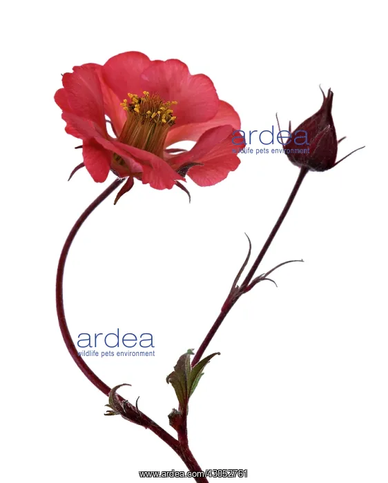 : Potentilla : Potentilla