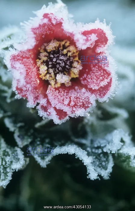 : Potentilla : Potentilla