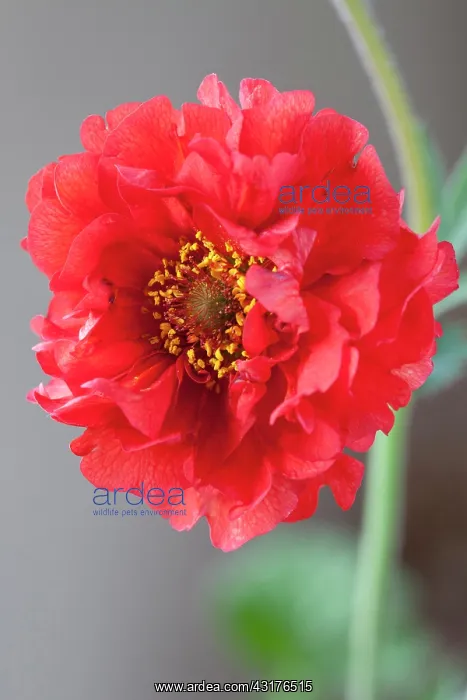 : Potentilla, Geum Mrs Bradshaw, Close view of one : Potentilla, Geum Mrs Bradshaw, Close view of one