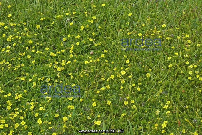 : Potentilla - in maritime heathland - (declining : Potentilla - in maritime heathland - (declining