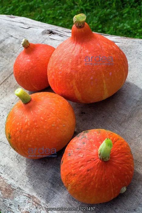 : Potimarron (Cucurbita maxima), Provence, France : Potimarron (Cucurbita maxima), Provence, France