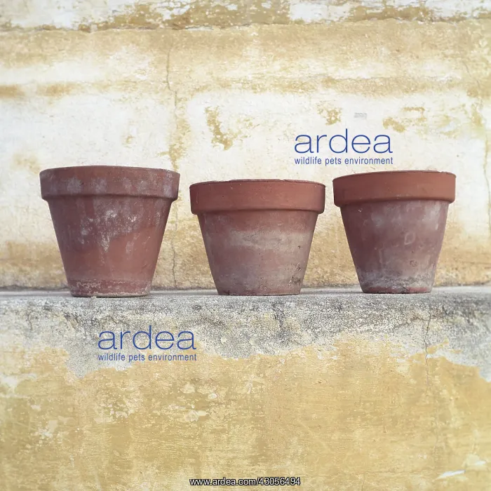 : Pots : Pots