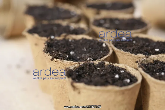 : Pots : Pots