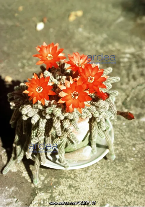 : POTTED CACTUS - in flower : POTTED CACTUS - in flower