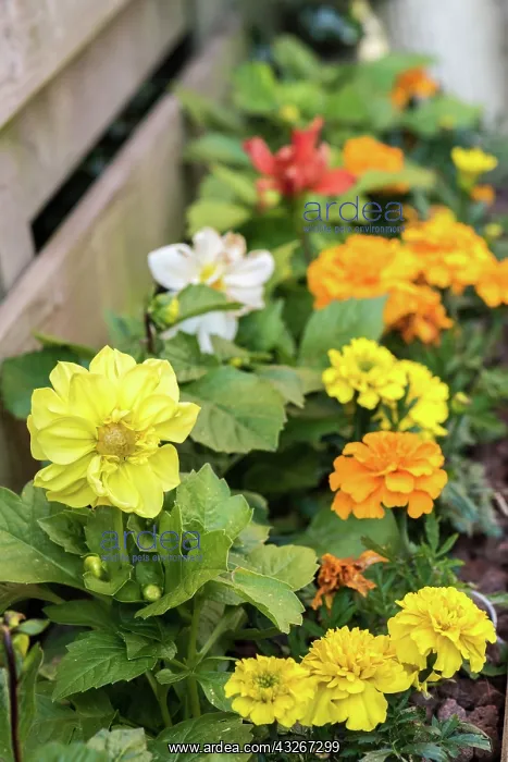 : Potted flowers in bloom in a garden France, Pas : Potted flowers in bloom in a garden France, Pas