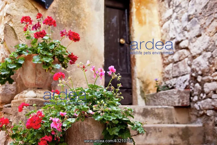 : Potted flowers line the entryway to home : Potted flowers line the entryway to home