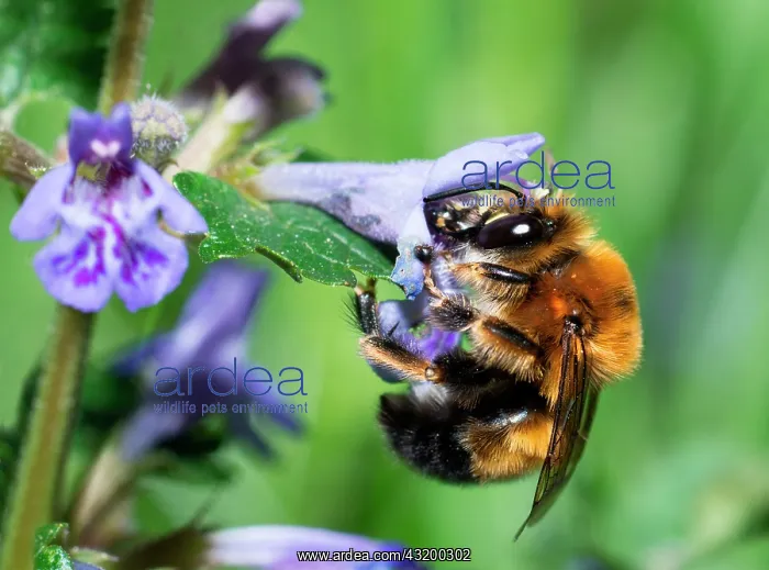 : Potter Flower Bee (Anthophora retusa) male on Carpet : Potter Flower Bee (Anthophora retusa) male on Carpet