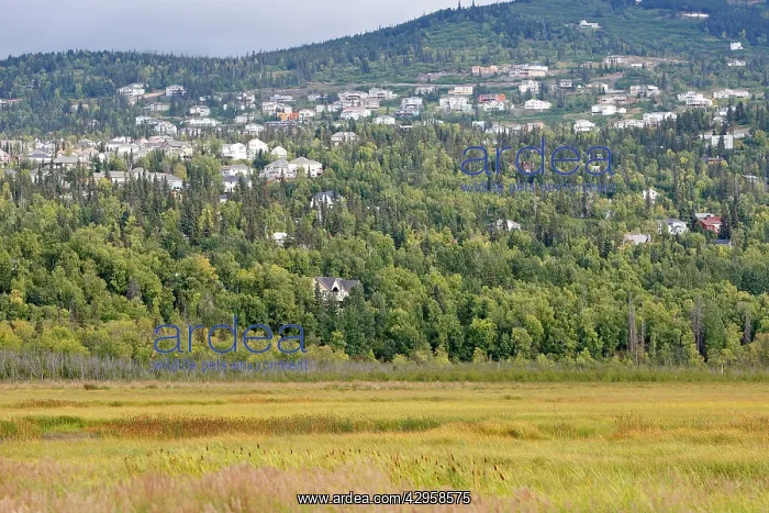  : Potter Marsh