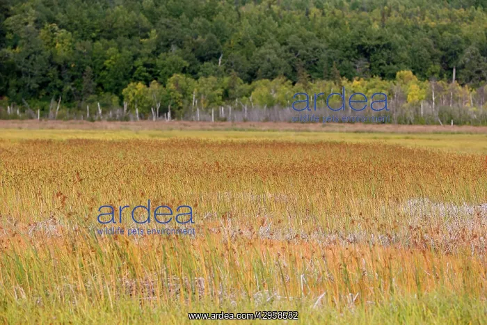  : Potter Marsh