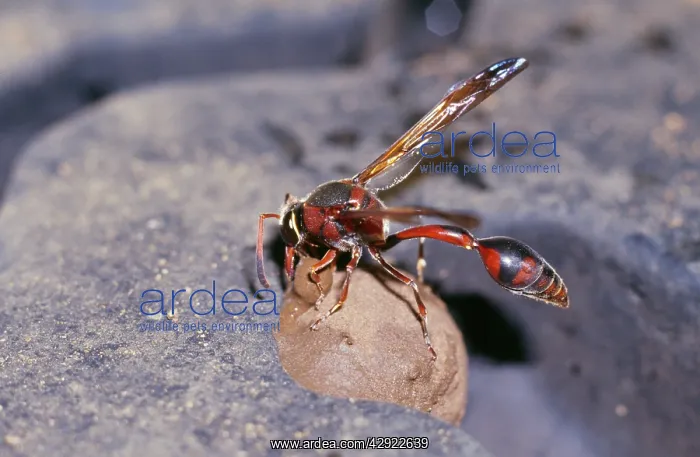  : Potter Wasp - daubing nest in tread of vehicle tyre