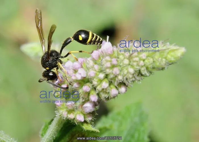 : Potter wasp (Eumenes pomiformis) on flowers Mint : Potter wasp (Eumenes pomiformis) on flowers Mint