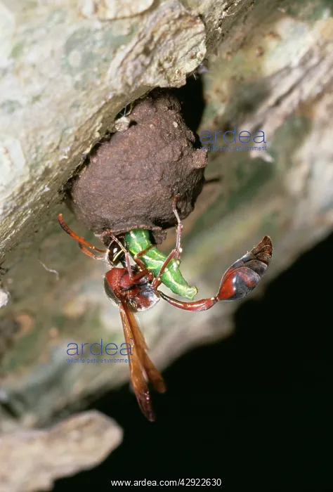 : Potter Wasp - Provisioning nest : Potter Wasp - Provisioning nest