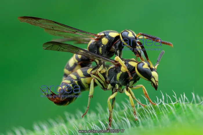 : Potter wasp (Stenodyneriellus sp.) mating on green : Potter wasp (Stenodyneriellus sp.) mating on green