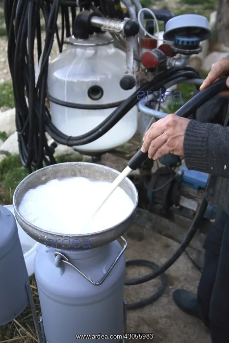 : Potting goat milk France : Potting goat milk France