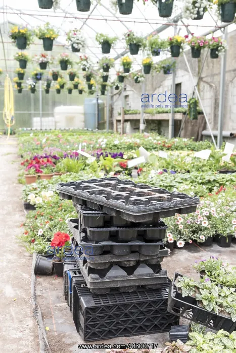 : Potting pots in a greenhouse, spring, Pas de Calais : Potting pots in a greenhouse, spring, Pas de Calais