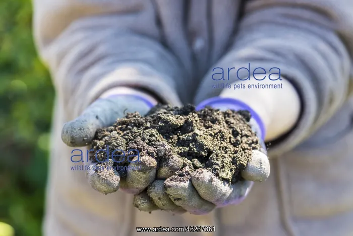 : Potting soil in the hands of a gardener : Potting soil in the hands of a gardener