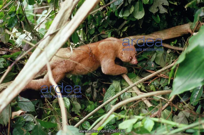 : Potto - in rainforest : Potto - in rainforest