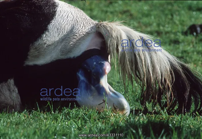: POTTOCK HORSE- birth, brood mare foaling, showing membranes : POTTOCK HORSE- birth, brood mare foaling, showing membranes