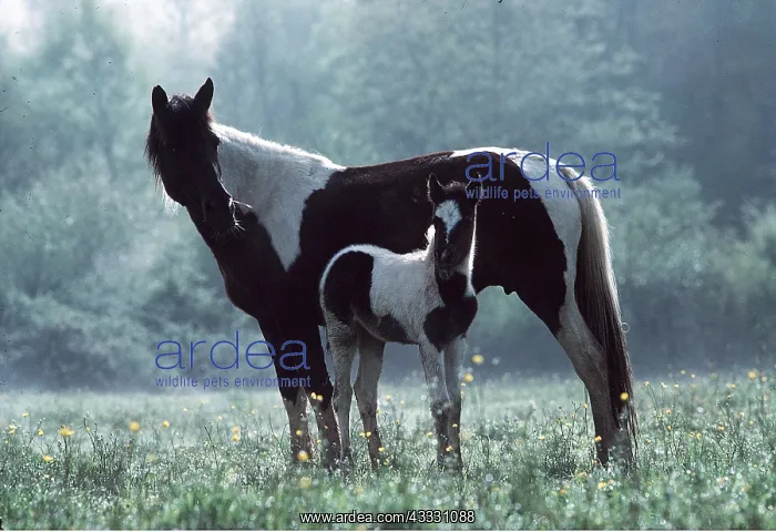 : POTTOK HORSE - Brood mare & foal : POTTOK HORSE - Brood mare & foal