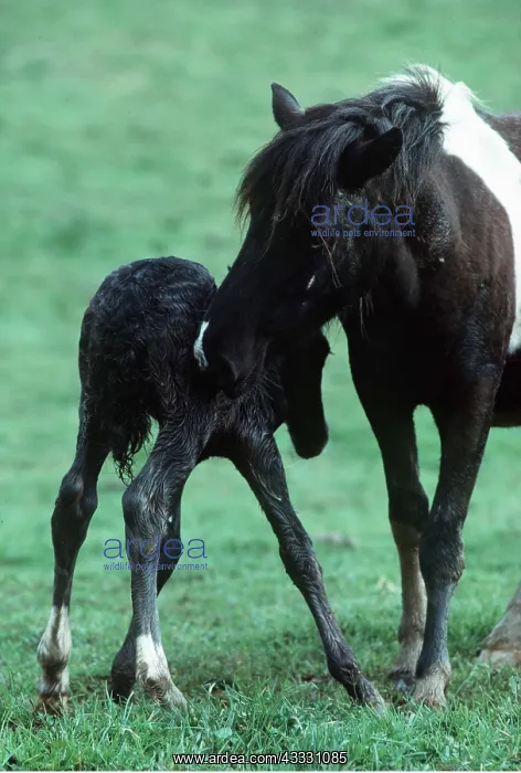  : POTTOK HORSE - brood mare licking newborn foal