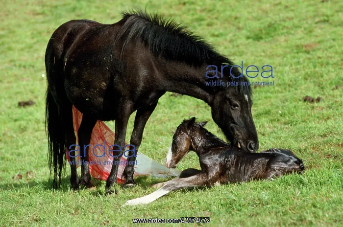 : Pottok Horse - Mare & New Born Foal : Pottok Horse - Mare & New Born Foal